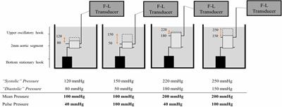 High Pulsatile Load Decreases Arterial Stiffness: An ex vivo Study